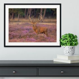 Male red deer Cervus elaphus with antlers during mating season Framed Print (Color: Natural/No White Edging, size: 18" x 12" / 48cm x 30cm (approx))