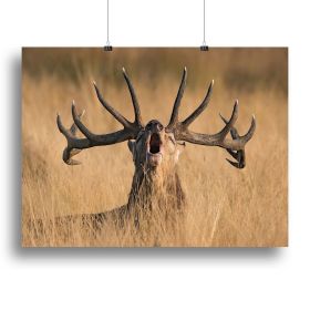 Antler Ready to Rut Canvas Print or Poster (Type: Poster Print, size: 12" x 8" / 30cm x 20cm (approx))